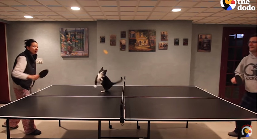 ▲貓咪打桌球（圖／翻攝自YouTube，The Dodo）
