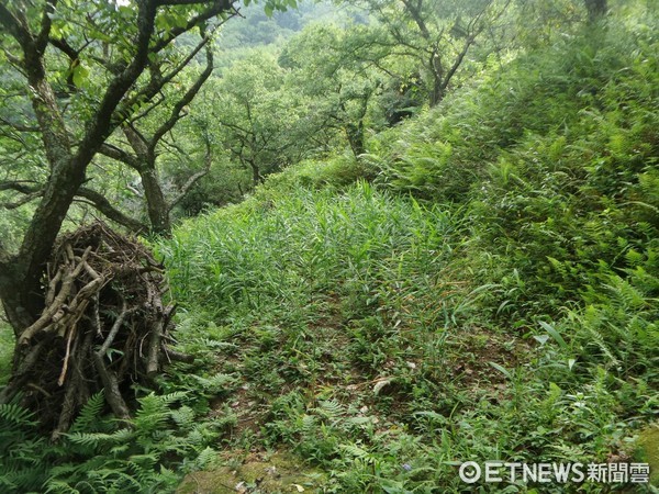 慈心綠保標章專題--南投中寮。（圖／慈心基金會提供）