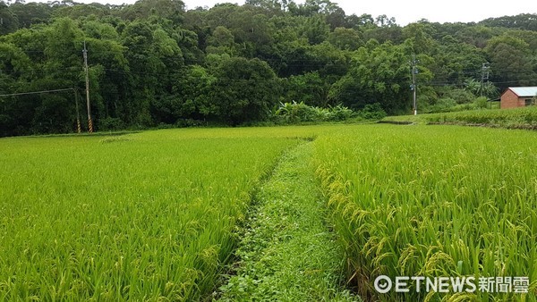 慈心綠保標章專題--苗栗通霄。（圖／慈心基金會提供）