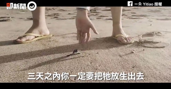 ▲大象慘叫流血載客...海龜假放生　嘻哈歌手揭旅行黑幕！（圖／翻攝自即新聞。）