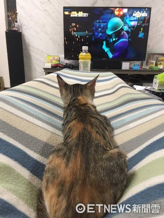 ▲小三花5個月「吹氣球長大」　怒瞪把拔：誰把紙箱變小了！。（圖／網友劉小強提供）