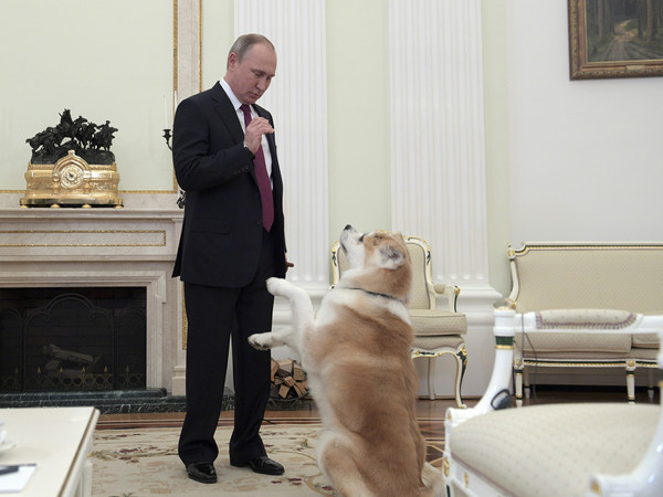 ▲▼俄羅斯總統普丁熱愛養大型犬。（圖／達志影像／美聯社）