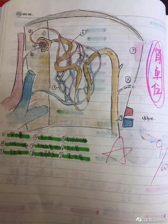 ▲▼ 國三女手繪理科筆記，老師網友讚爆。(圖／翻攝自澎拜新聞微博)