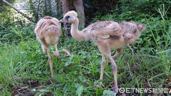 灰頸冠鶴、黑頸冠鶴。（圖／台北市立動物園提供）