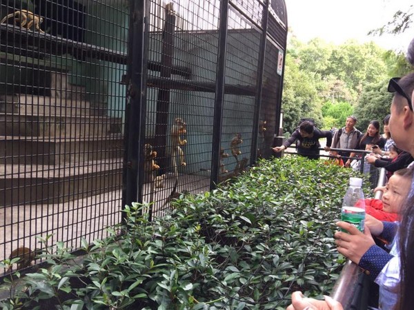 11天長假...上海動物園病號激增　「爆肥拉肚子」全因遊客亂餵（圖／翻攝自上關新聞）