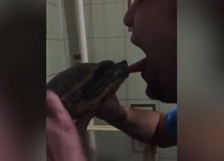 ▲▼俄男子親吻烏龜反被咬住舌頭場面滑稽。（圖／翻攝自YouTube）