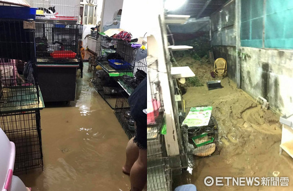 ▲大雨沖垮牠們的家...汐止80隻浪浪困泥堆　愛媽急哭求助。（圖／粉專「月月的貓狗星球」授權提供）