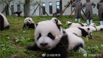 超多新生小貓熊！中國大熊貓保護研究中心將36隻新生貓熊，安置在雅安碧峰峽基地及臥龍神樹坪基地。據統計，2017年出生小貓熊一共有42隻，創下新高。（圖／翻攝成都发布微博）
