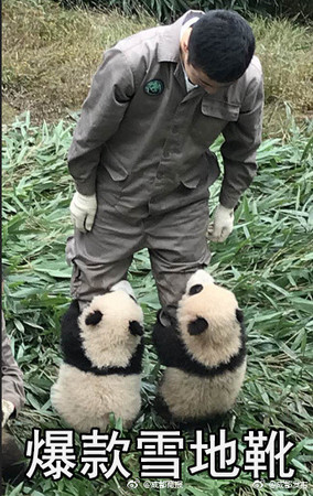 超多新生小貓熊！中國大熊貓保護研究中心將36隻新生貓熊，安置在雅安碧峰峽基地及臥龍神樹坪基地。據統計，2017年出生小貓熊一共有42隻，創下新高。（圖／翻攝成都发布微博）