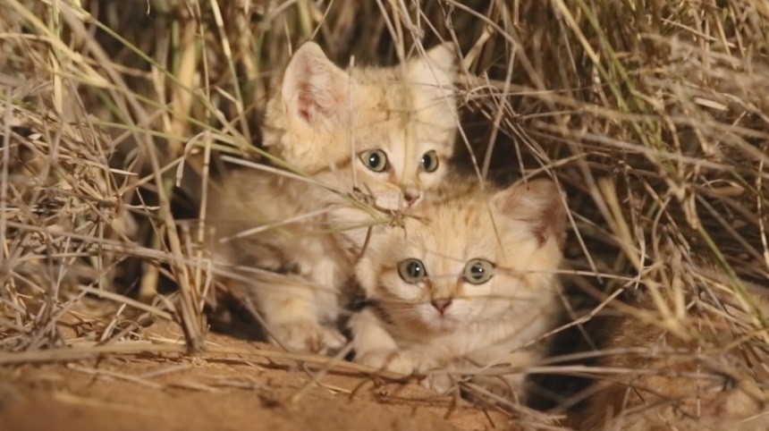 大檸檬用圖（圖／翻攝自vimeo／Panthera Cats）