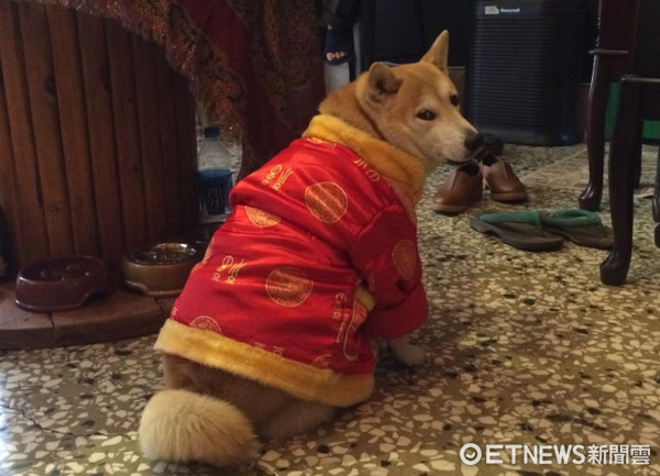 ▲▼欺負人家胖嘟嘟？　「身中n刀柴」好無奈：蝦郎比我慘～。（圖／粉專「柴犬來坐的胖日子」提供）