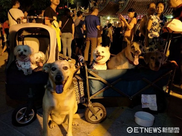 ▲驗出胃癌...6毛孩跟湄洲媽祖繞境　祈求米格魯哥哥快點康復。（圖／網友唐馬告提供，請勿隨意翻拍，以免侵權。）