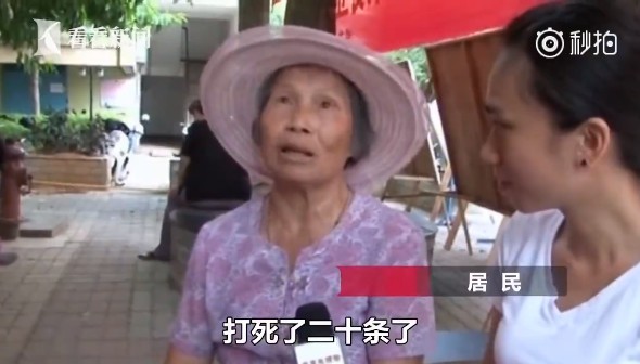 ▲▼ 60條極毒眼鏡蛇咬飼主　集體逃家「中庭滿地爬」。（圖／翻攝自看看新聞）