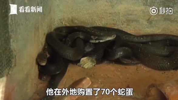 ▲▼ 60條極毒眼鏡蛇咬飼主　集體逃家「中庭滿地爬」。（圖／翻攝自看看新聞）