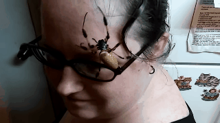 ▲▼美女子讓蜘蛛爬滿臉。（圖／翻攝自YouTube，ViralHog）