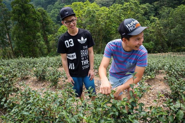 新茶世代的白俊育（右）、白順楊（左）兩兄弟，回到家鄉重新認識坪林茶。