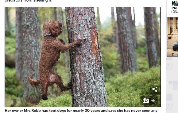 ▲狗狗又多了一項爬樹新技能。（圖／翻攝自每日郵報）