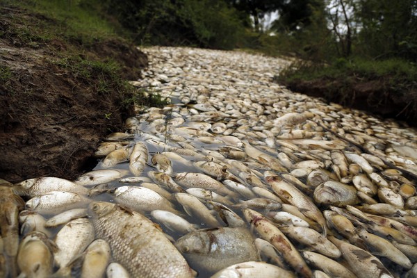 ▲▼巴拉圭死漁河。（圖／翻攝自美聯社）