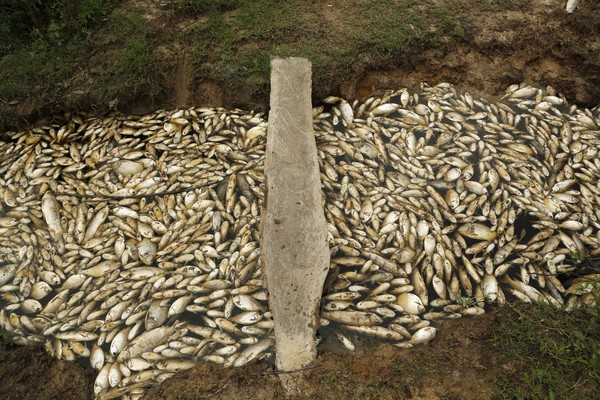 ▲▼巴拉圭死漁河。（圖／翻攝自美聯社）