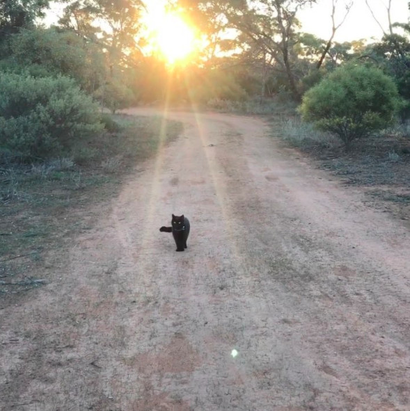 ▲澳洲男跟黑貓Willow走遍澳洲（圖／翻攝自vancatmeow IG）