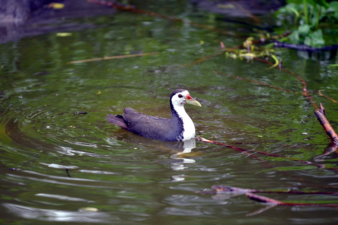 動物園水鳥觀察區白腹秧雞。（圖／台北市立動物園提供／黃陳浩攝）