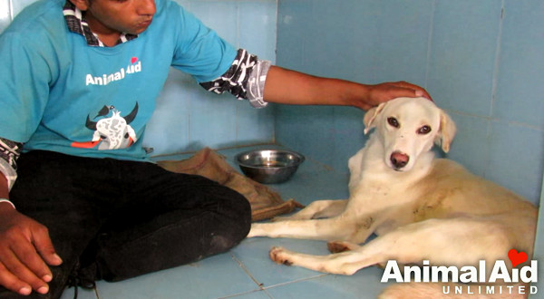 ▲放棄掙扎...白狗抱石頭發抖　救難隊趕到讓牠重燃希望！（圖／翻攝自Animal Aid Unlimited, India YouTube）