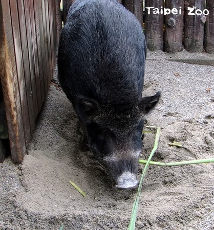 ▲▼動物園筊白筍欠收，動物吃的很開心。（圖／台北市立動物園提供）