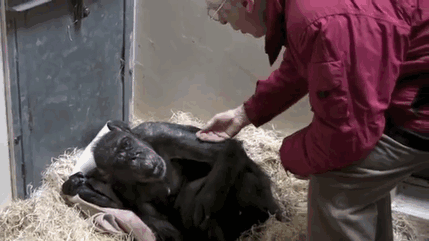 瀕死黑猩猩不吃不喝，直到老朋友來見最後一面..牠終於笑了！（圖／翻攝自YouTube）