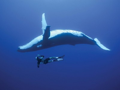 鯨魚留給大海最後的溫柔　「鯨落」屍體餵食海底生物100年