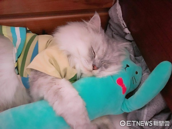 貓咪阿財抱玩偶睡覺。（圖／飼主林涼涼提供）