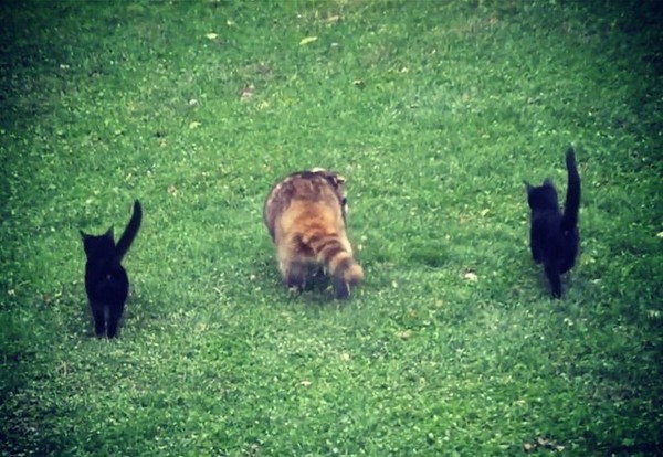 這裡有吃到飽！瞎眼浣熊交了貓咪朋友　把食物和牠們分享（圖／翻攝自Instagram：@eryn_09）