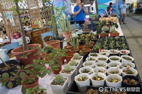 ▲桃園假日農創市集內，最有特色的「多肉植物專區」。（圖／記者楊淑媛攝）