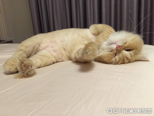 貓咪「豆米」爽躺豪華大床，霸佔枕頭...只留「吐司」給奴才睡。（圖／網友Jenny Fanfan授權。）