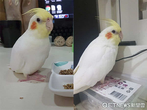 ▲玄鳳鸚鵡「豆花」。（圖／網友黃思婷授權提供。）