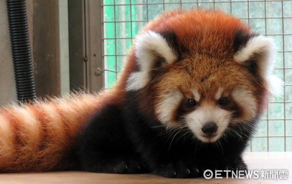 小貓熊美可龍鳳胎。（圖／台北市立動物園提供）