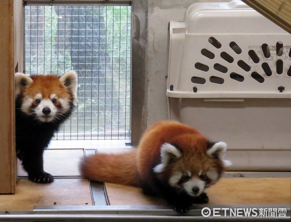 小貓熊美可龍鳳胎。（圖／台北市立動物園提供）