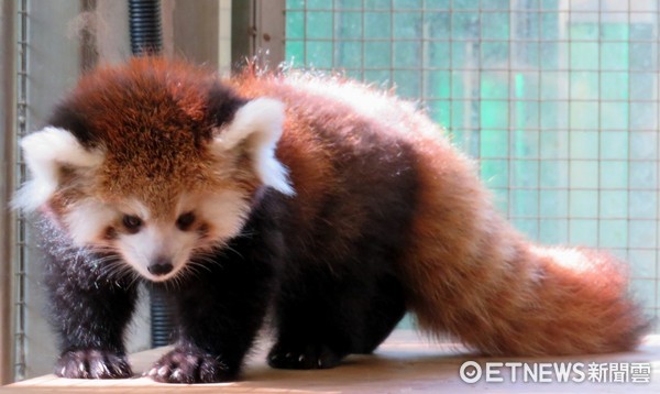 小貓熊美可龍鳳胎。（圖／台北市立動物園提供）