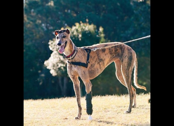 ▲▼ 澳洲格力犬Millie靠著3D列印義肢幫忙，已經可以再度瘋狂奔跑、重獲新生。（圖／翻攝自Instagram／millie_thebionicgreyhound）