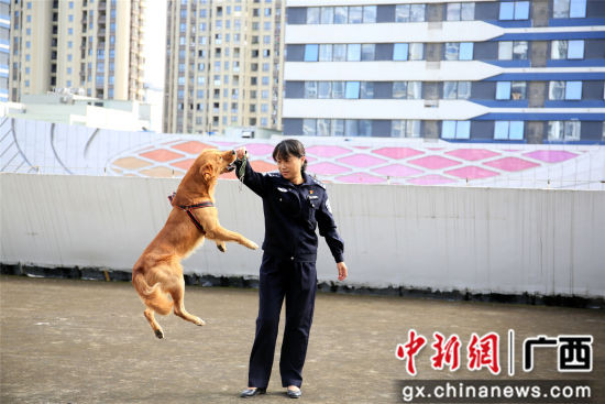 ▲▼廣西柳州一黃金獵犬假冒警犬騙吃騙喝。（圖／翻攝自《中新網》）
