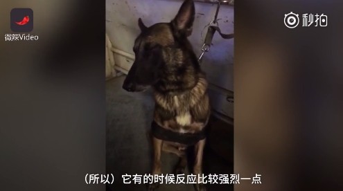 ▲▼南京地鐵警犬累到打盹。（圖／翻攝《梨視頻》）