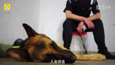 ▲▼南京地鐵警犬累到打盹。（圖／翻攝《梨視頻》）