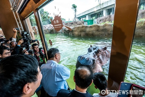 河馬浴場開幕。（圖／台北市立動物園提供）