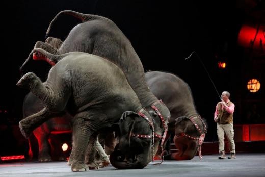 ▲▼ 大象不再留淚！紐約州簽署法案「禁止任何大象表演」。（圖／路透社）