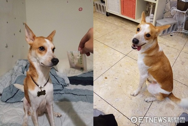 ▲▼貪吃米克斯吃藥喝酒樣樣通　最愛喝高粱連杯子都不放過。（圖／台灣犬憨吉生活點滴提供）