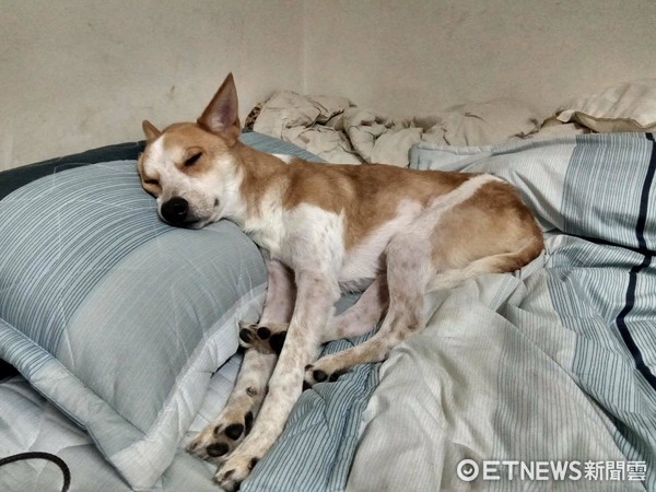 ▲▼貪吃米克斯吃藥喝酒樣樣通　最愛喝高粱連杯子都不放過。（圖／台灣犬憨吉生活點滴提供）