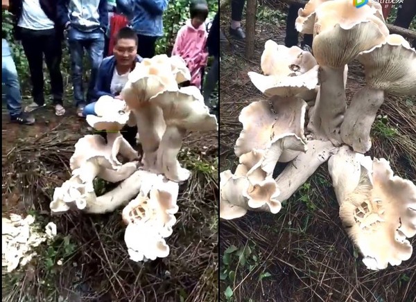 ▲▼雲南驚現近1米巨型蘑菇。（圖／翻攝自騰訊視頻）
