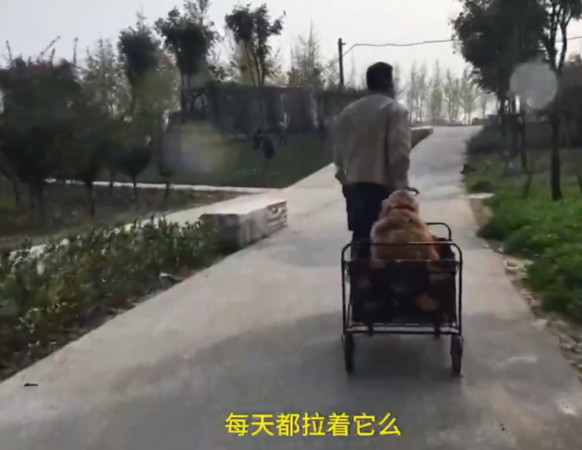 ▲▼河南鄭州一名伯伯拉車載著黃金獵犬散步。（圖／翻攝自梨視頻）