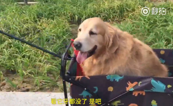 ▲▼河南鄭州一名伯伯拉車載著黃金獵犬散步。（圖／翻攝自梨視頻）