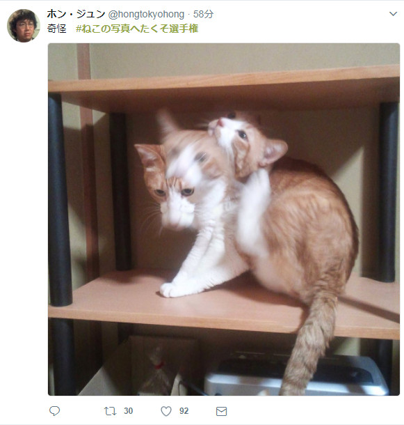 ▲▼推特網友搶曬蠢貓。（圖／翻攝自推特#ねこの写真へたくそ選手権）