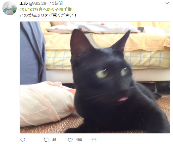 ▲▼推特網友搶曬蠢貓。（圖／翻攝自推特#ねこの写真へたくそ選手権）